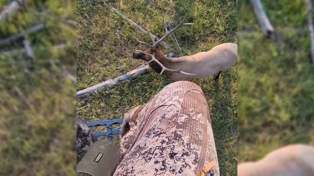 Application Period Open for Black Hills Contingency Elk Tags Rocky