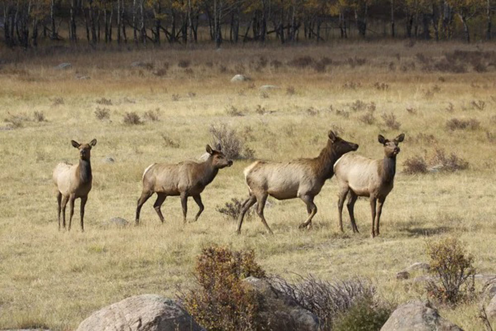 Hunters Sought to Reduce Colorado Elk Herd Rocky Mountain Elk Foundation